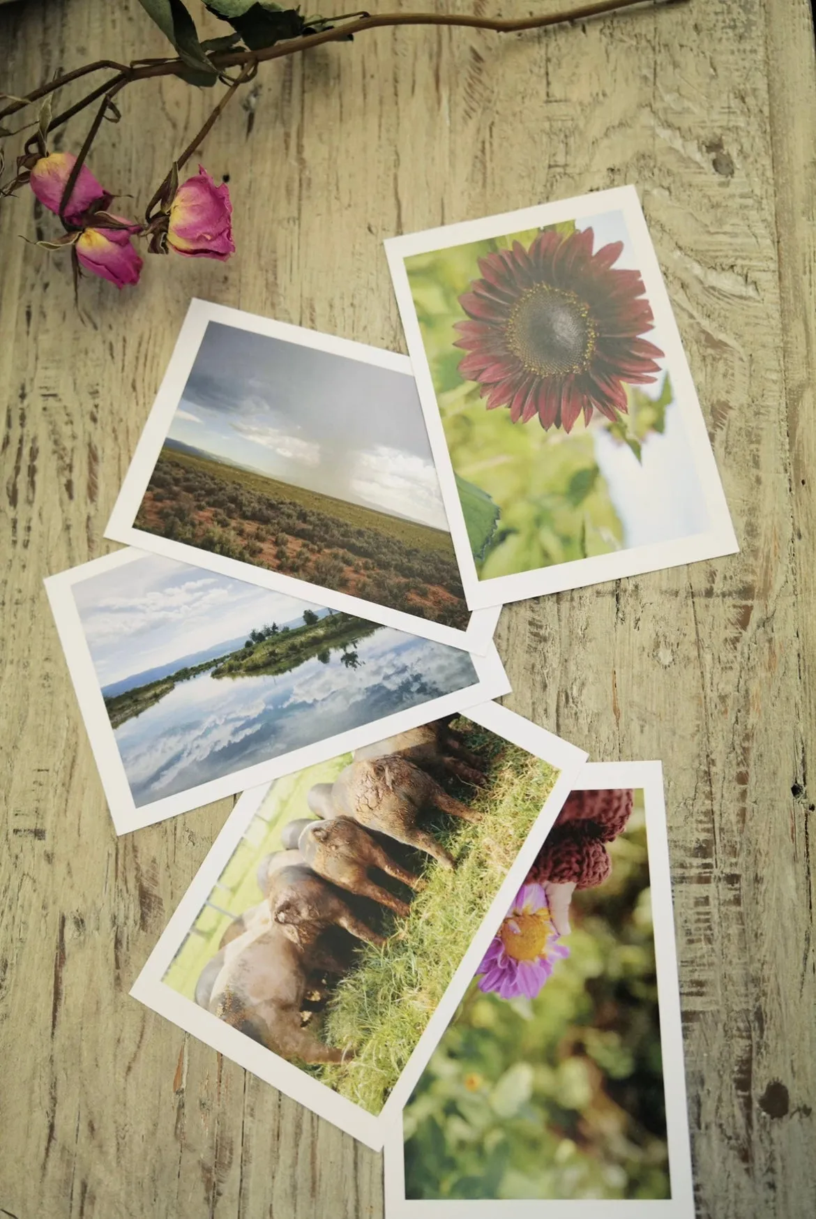 Landscape Postcard Set