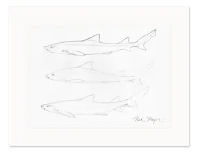 Leopard Shark Study Original Pencil Sketch