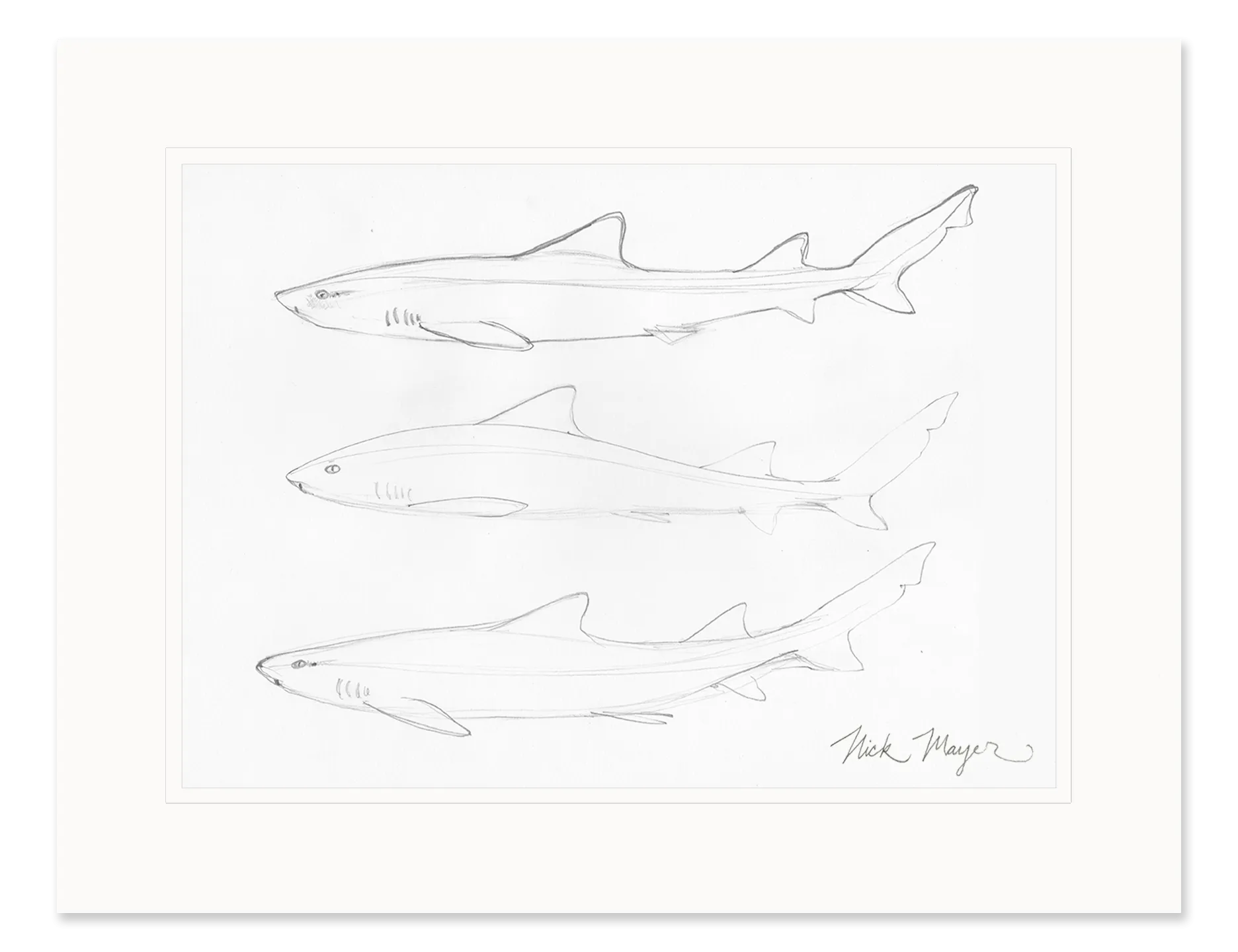 Leopard Shark Study Original Pencil Sketch