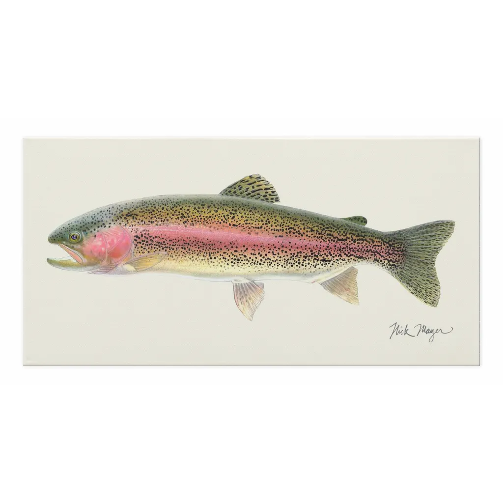 Rainbow Trout Canvas Print